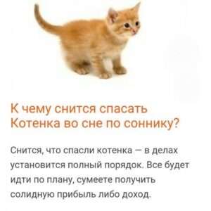 К чему снится сон с котом
