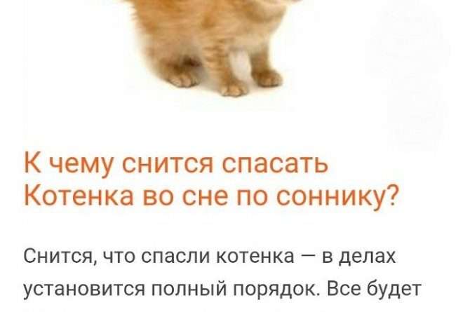 К чему снится сон с котом. Смотреть фото К чему снится сон с котом. Смотреть картинку К чему снится сон с котом. Картинка про К чему снится сон с котом. Фото К чему снится сон с котом